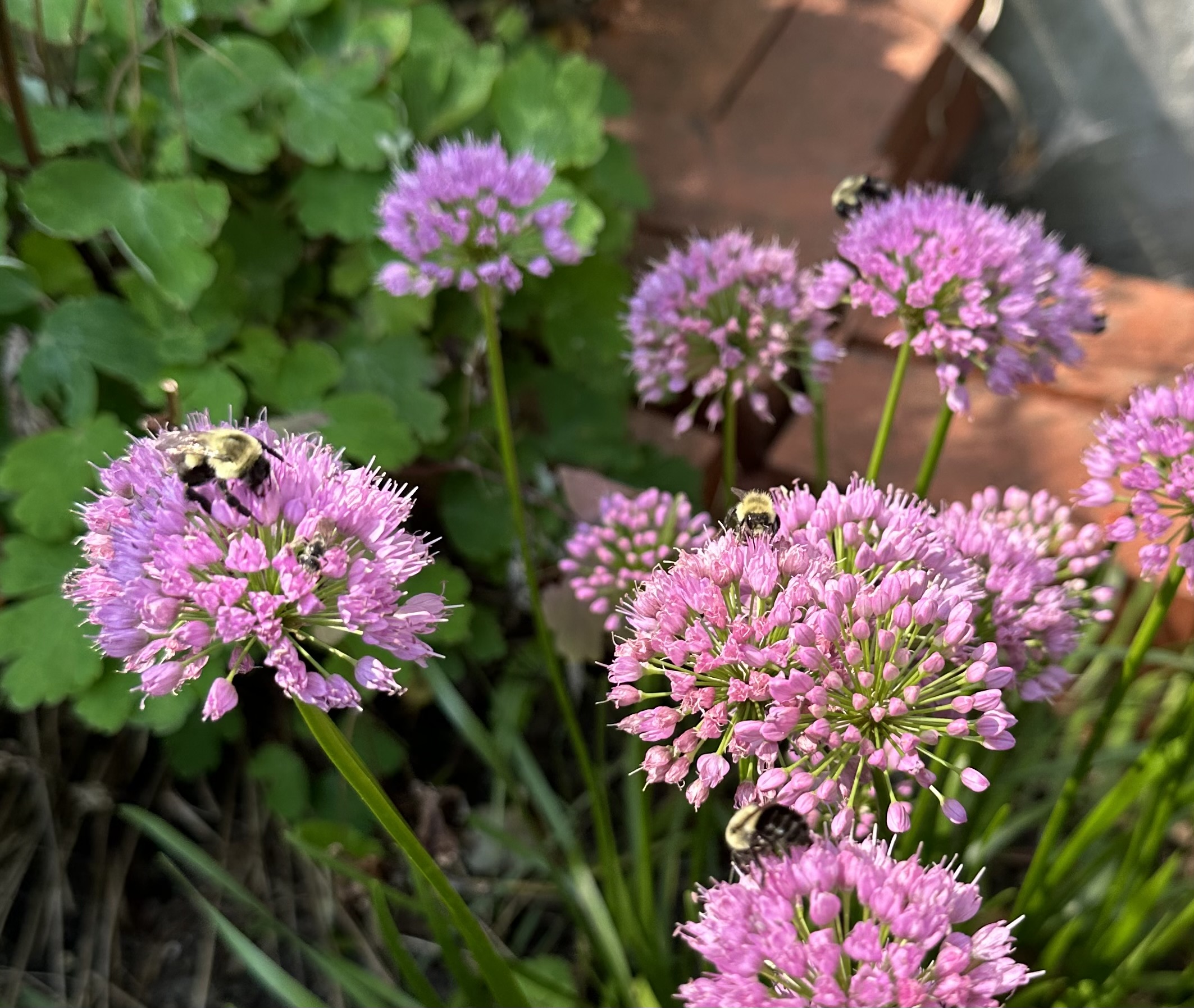 Bumble bees on allium.